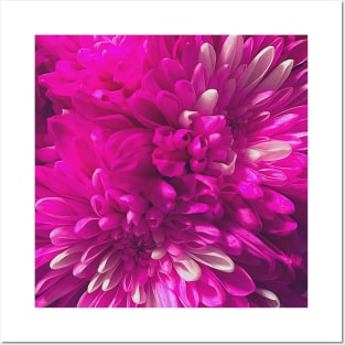 Chrysanthemum flowers close up photo Posters and Art